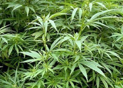 В Красногвардейском районе растет плантация марихуаны, которую много лет не уничтожают