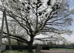 Трехсотлетний дуб из ставропольского села претендовал на звание «Российское дерево года-2025»