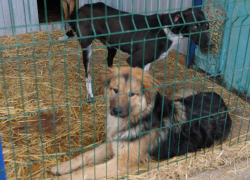 Всего 4 собаки удалось пристроить из прослывшего «живодерней» приюта в Георгиевске