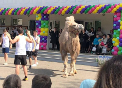 Верблюда-старшеклассника заметили на последнем звонке в школе Ставрополя