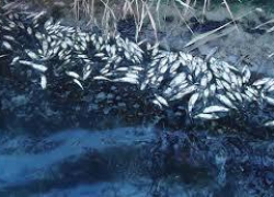 Руководство спиртзавода отрицает свою причастность к гибели речной живности