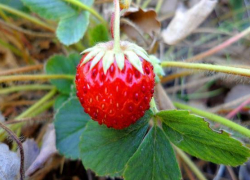 На Ставрополье планируют удвоить производство земляники до 200 тонн