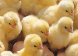 Выводок новорожденных цыплят сгорел заживо во внезапно вспыхнувшей постройке на Ставрополье