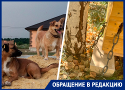 «Сам гавкает на собак»: на Ставрополье горожане воюют и из-за уличных животных