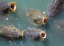 В Георгиевске задержали рыбного вора