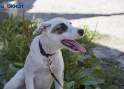 Спасти собак от отлова с помощью ошейников пытаются жители Железноводска