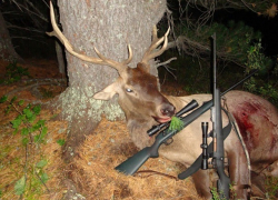 Браконьер из Ессентуков истреблял благородных оленей на территории КЧР
