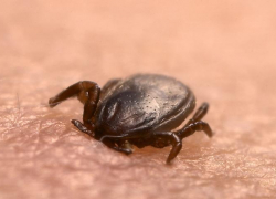 Крымской геморрагической лихорадкой на Ставрополье заболели 13 человек