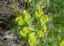 Исчезающий реликт: молочай хрящеватый вытесняют камнедобыча и застройка на Ставрополье