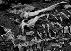 Хозяин дома на Ставрополье обнаружил во дворе костные останки