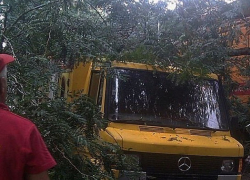 Огромная ветка старого дерева рухнула на "Мерседес" в Пятигорске