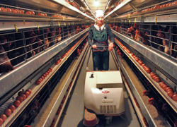 Птицефабрика в Грачевском районе заплатит штраф за нарушение ветеринарно-санитарных правил