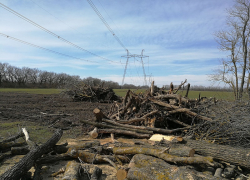 На Ставрополье черные лесорубы «нарубили дров» на 10 миллионов рублей