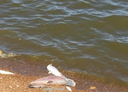 Специалисты выясняют причины гибели рыбы в водоеме на Ставрополье