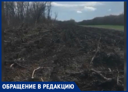 Ставропольцы недовольны массовой вырубкой деревьев