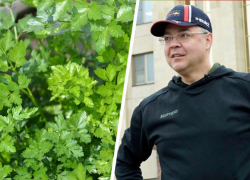 Губернатор Ставрополья ради петрушки и укропа отнимает земли у техникума и интерната