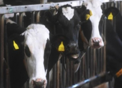 На Ставрополье женщина получила 10 миллионов на развитие несуществующей фермы