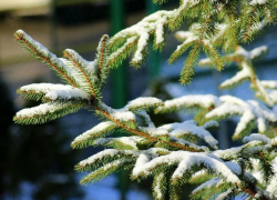 Первую партию новогодних и рождественских елей отправили на Ставрополье