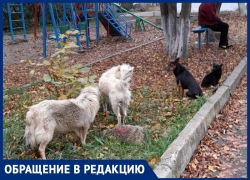 Жители поселка Пятигорского боятся отпускать детей в школу из-за стаи бродячих собак