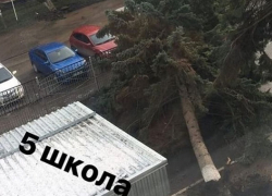 Огромная ель рухнула от сильнейшего ветра возле школы на Ставрополье 
