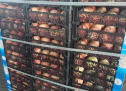 В Пятигорске сожгли больше полутонны санкционных персиков