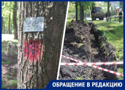 Появились подозрительные отметки: вырубки еще 120 деревьев в Дубовой роще опасаются жители Ставрополя