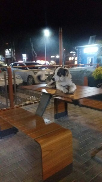 Фото пса, ночевавшего на столе ставропольского «Макдоналдса», взорвало интернет