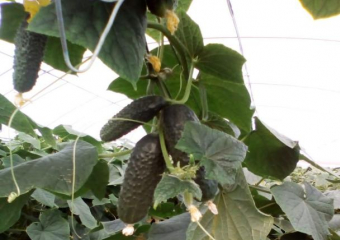 На Ставрополье увеличилось производство огурцов