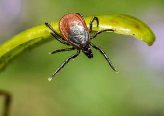 Уже семь случаев Крымской геморрагической лихорадки зафиксировали на Ставрополье 
