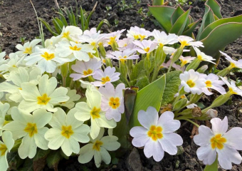Стало известно, какой будет погода в последний день марта в Ставрополе