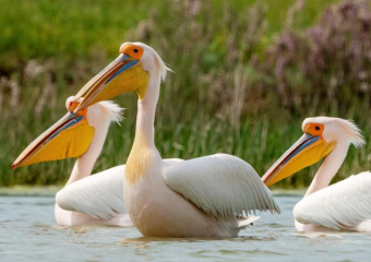 Краснокнижные розовые пеликаны попали в объектив ставропольского фотографа