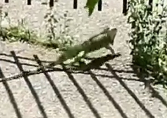 Свободолюбивая игуана разгуливает по улицам Ставрополя