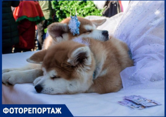 Собака-паук и собака-врач: в Ставрополе прошла выставка-конкурс собак