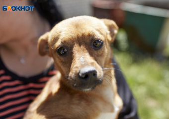 Усыплять агрессивных бездомных собак разрешили власти Ставрополья