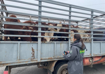 Перевозку более 300 животных без ветеринарных документов выявили на Ставрополье