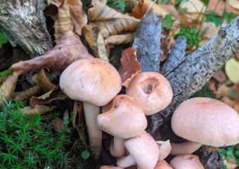 Ставропольчанки потерялись в лесу Кабардино-Балкарии, отправившись за грибами