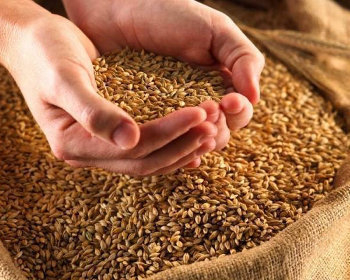 В 550 тоннах зерна на Ставрополье нашли вредителей