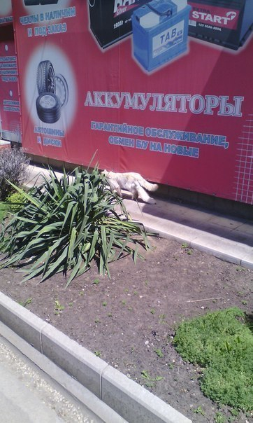 Кот с двумя хвостами на Ставрополье стал звездой интернета
