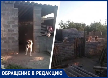 Ждем, пока кого-то загрызут? Нелегальный питомник с  волкодавами появился в Буденновске под молчание приставов и прокуратуры