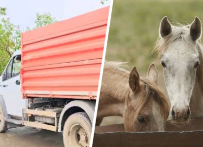 Неизвестные пытаются вывезти породистых лошадей в грузовиках из скандальной конефермы на Ставрополье 