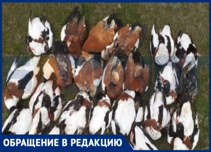 «Десятки вновь погибших и сотни не собранных с зимы»: охотники обнаружили туши диких животных на Ставрополье