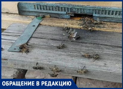 «Больше не жужжат»: массовой мор пчел произошел в Ипатовском округе