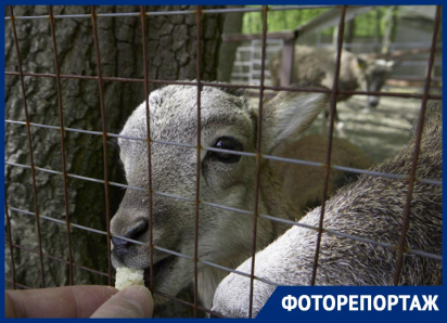 Покормить редких животных и прогуляться в прохладе предлагает на майские ставропольский зоопарк в парке Победы 