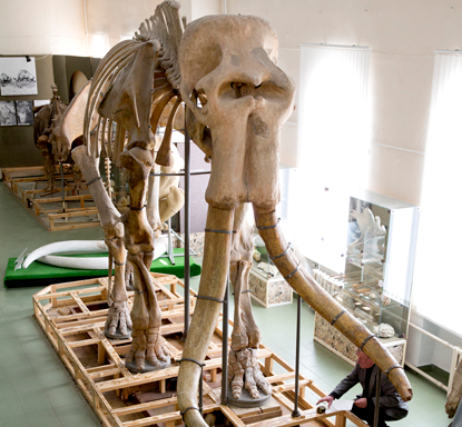 Скелет южного слона будут собирать на глазах у ставропольцев