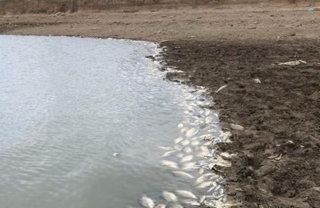 Ставропольчане намерены через суд добиться очистки водоема, в котором массово погибла рыба