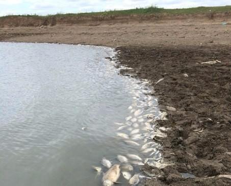 Расследованием причин массовой гибели рыбы в водоеме Ставрополья занялся Росприроднадзор
