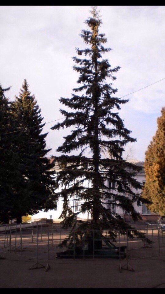 Жители Лермонтова попросили администрацию убрать центральную елку