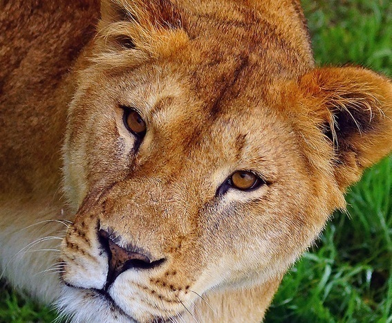 В пятигорский зоопарк доставили первую львицу