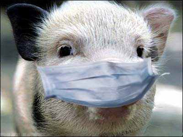 Ввоз свинины ограничили на Ставрополье из-за новой вспышки африканской чумы