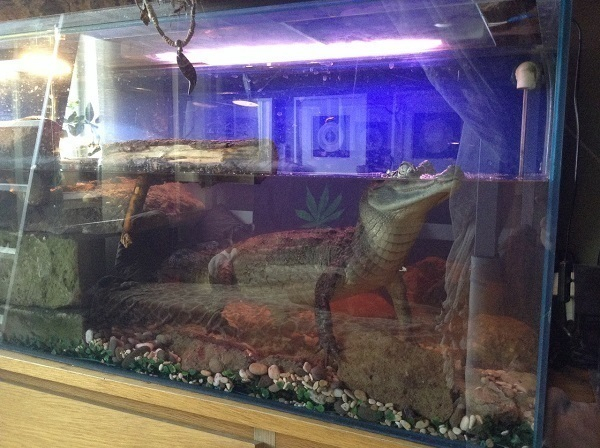В квартире жителя Новопаловска живет двухметровый крокодил